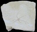 Jurassic Brittle Star (Sinosura) Fossil - Solnhofen #63870-1